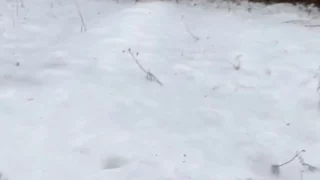 Sensational fit Sierra Lisabeth Onlyfans Leaks