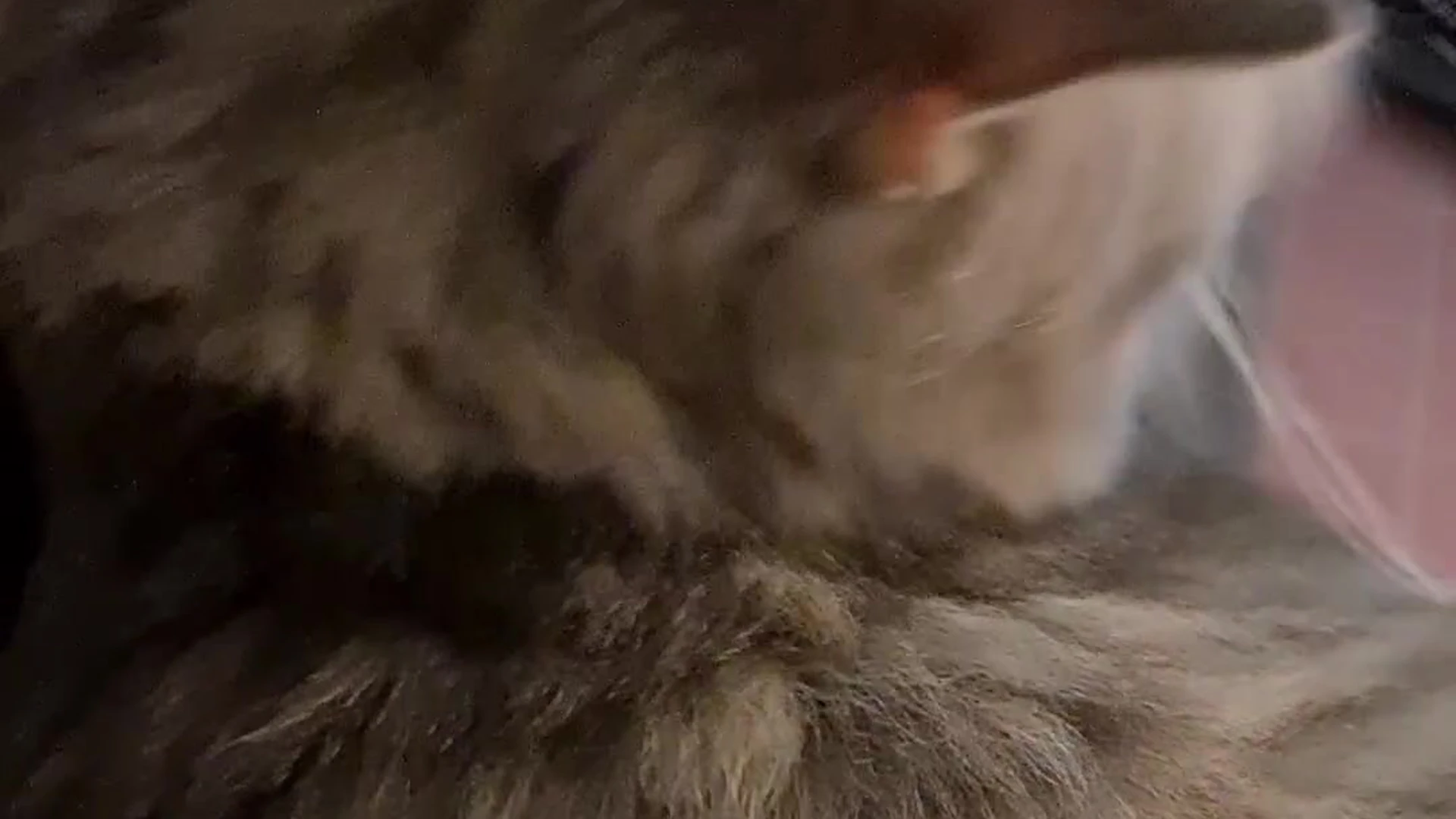perky Nicolebun Fansly leaks Full Clip